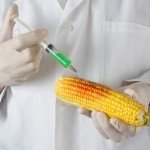 gmo corn