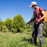 man sprays pesticides
