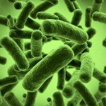 gut-bacteria