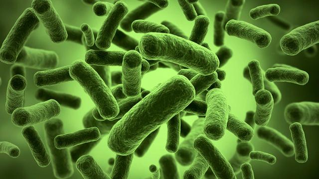 How gut bacteria can control your mood and food choices How gut bacteria can control your mood and food choices