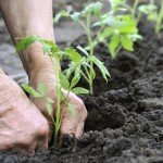 gardening