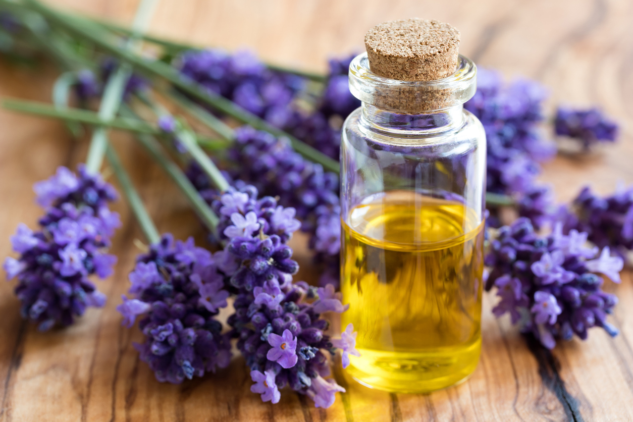 Lavender Relieves Anxiety, Studies Reveal NaturalHealth365