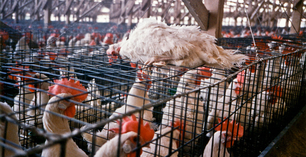 chicken factory farms Health risks factory farms can create health hazards for their neighbors, and for the general public because overcrowded conditions make it easy for disease to spread. chicken factory farms Health risks factory farms can create health hazards for their neighbors, and for the general public because overcrowded conditions make it easy for disease to spread.