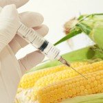 gmo-needle-corn