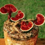 reishi-mushrooms