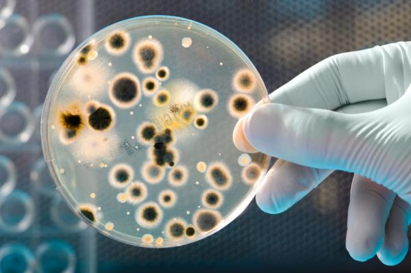 Can A Fungus Increase Your Cancer Risk Can A Fungus Increase Your Cancer Risk