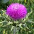 milk-thistle