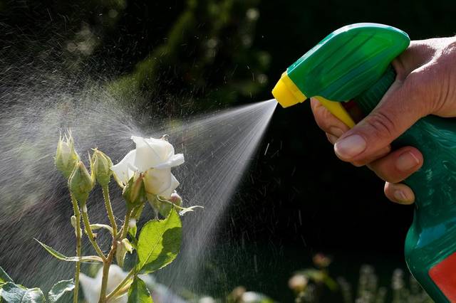 insecticides and pesticides