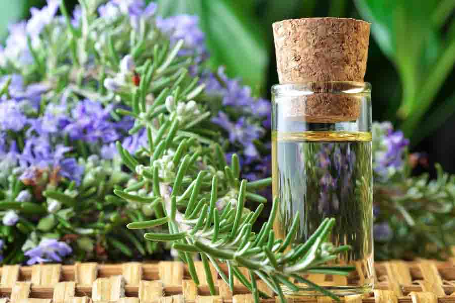 Image result for rosemary essential oils