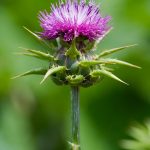 milk-thistle