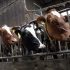 factory-farming