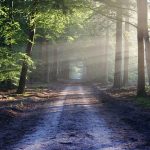 forest-bathing