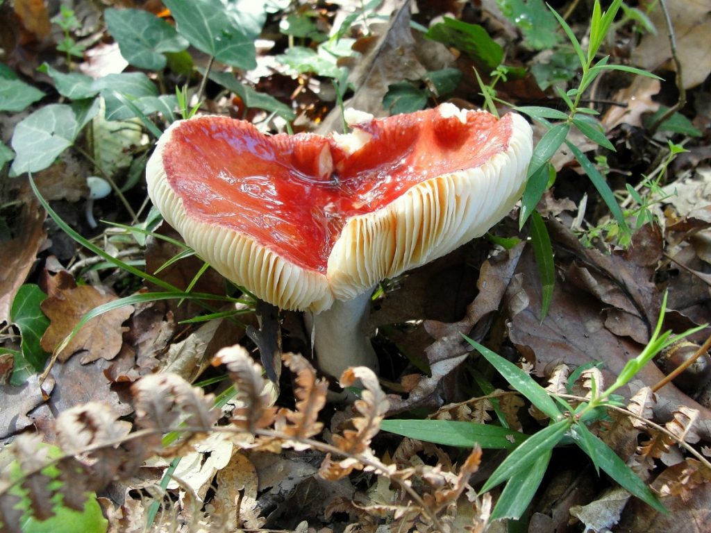 Medicinal Mushrooms Reduce Cancer Risk NaturalHealth365