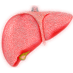 Fatty liver causes kidney failure with no warning signs