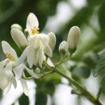 moringa