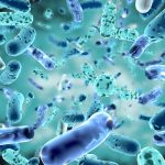 bacteria