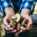 mushroom-health-benefits