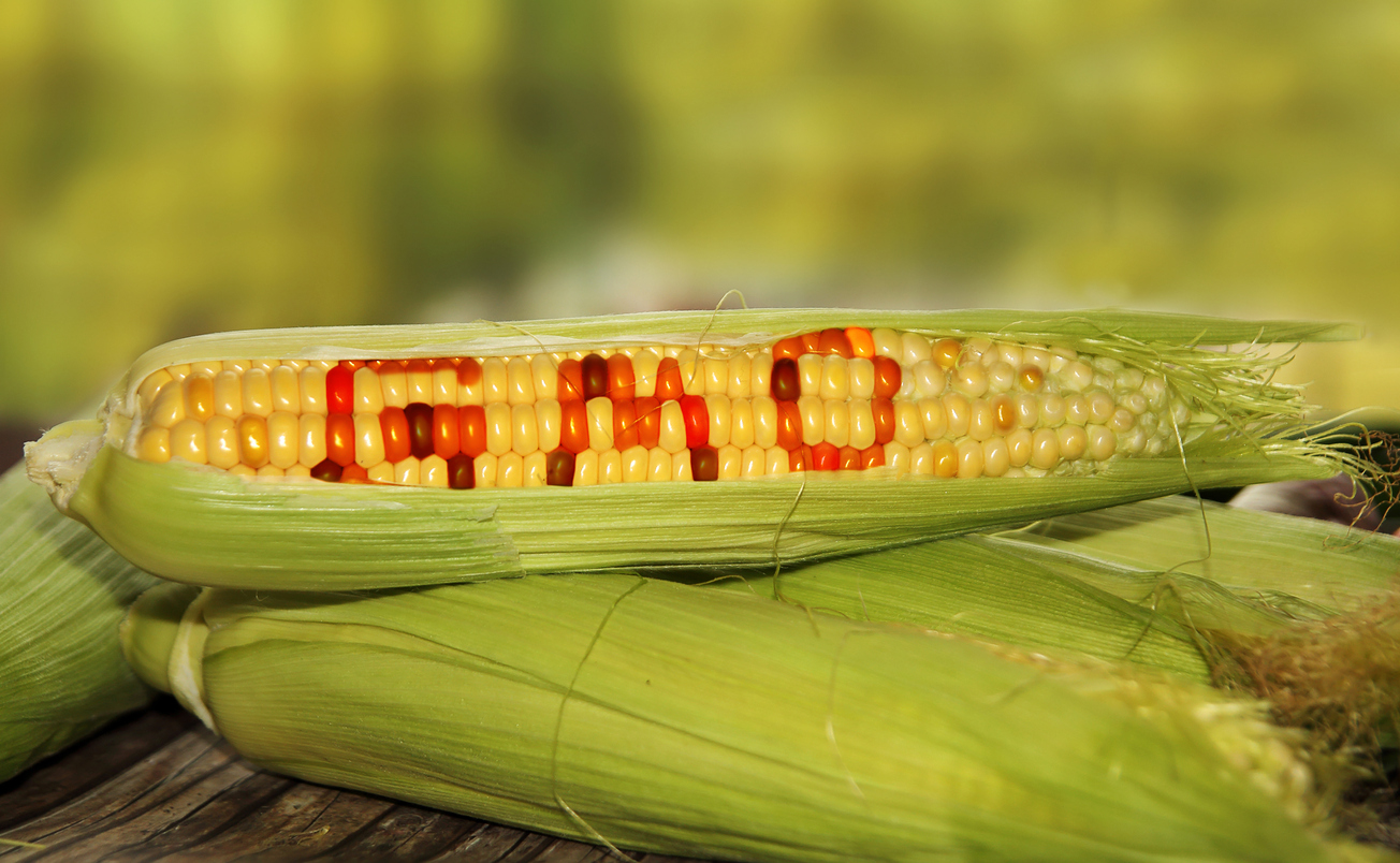 gmo-seeds-finally-seen-for-what-they-are-naturalhealth365
