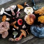 mushrooms-sustainable-superfoods