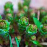 rhodiola-rosea-benefits