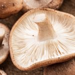 medicinal-mushrooms
