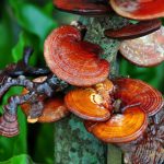 reishi-mushroom