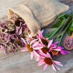 echinacea-offers-amazing-health-benefits
