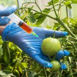 gene-edited-foods-are-dangerous-to-human-health