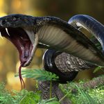 snake-venom-connection-to-covid