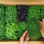 microgreens-boost-nutrient-intake