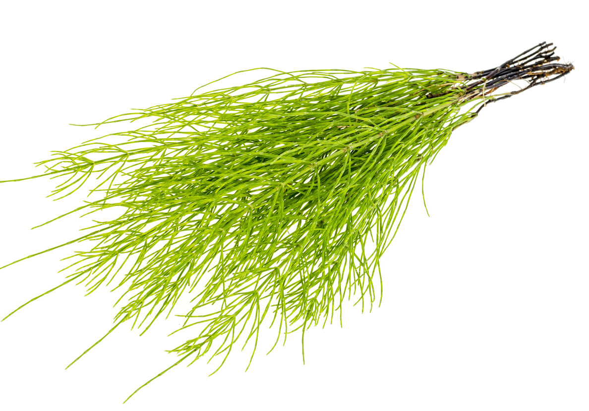 Horsetail Strengthens Bones and Nails NaturalHealth365