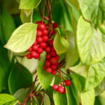 schisandra-may-support-cognitive-fuction