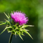 milk-thistle