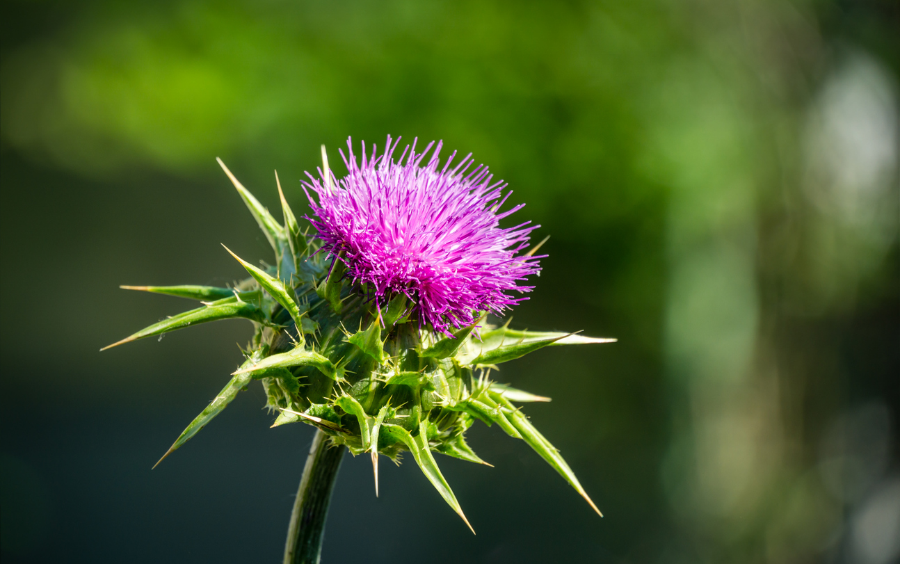 Milk Thistle Offers Surprising Benefits NaturalHealth36