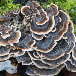 turkey-tail-mushrooms