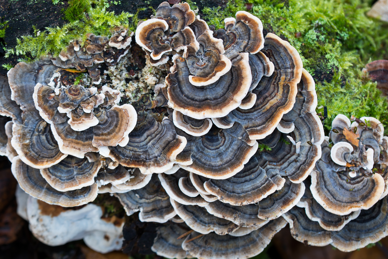 Turkey Tail Mushrooms Fight Breast Cancer NaturalHealth365