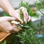 rosemary-enhances-mind-and-body