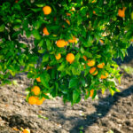 toxic-pesticide-threatens-florida-oranges