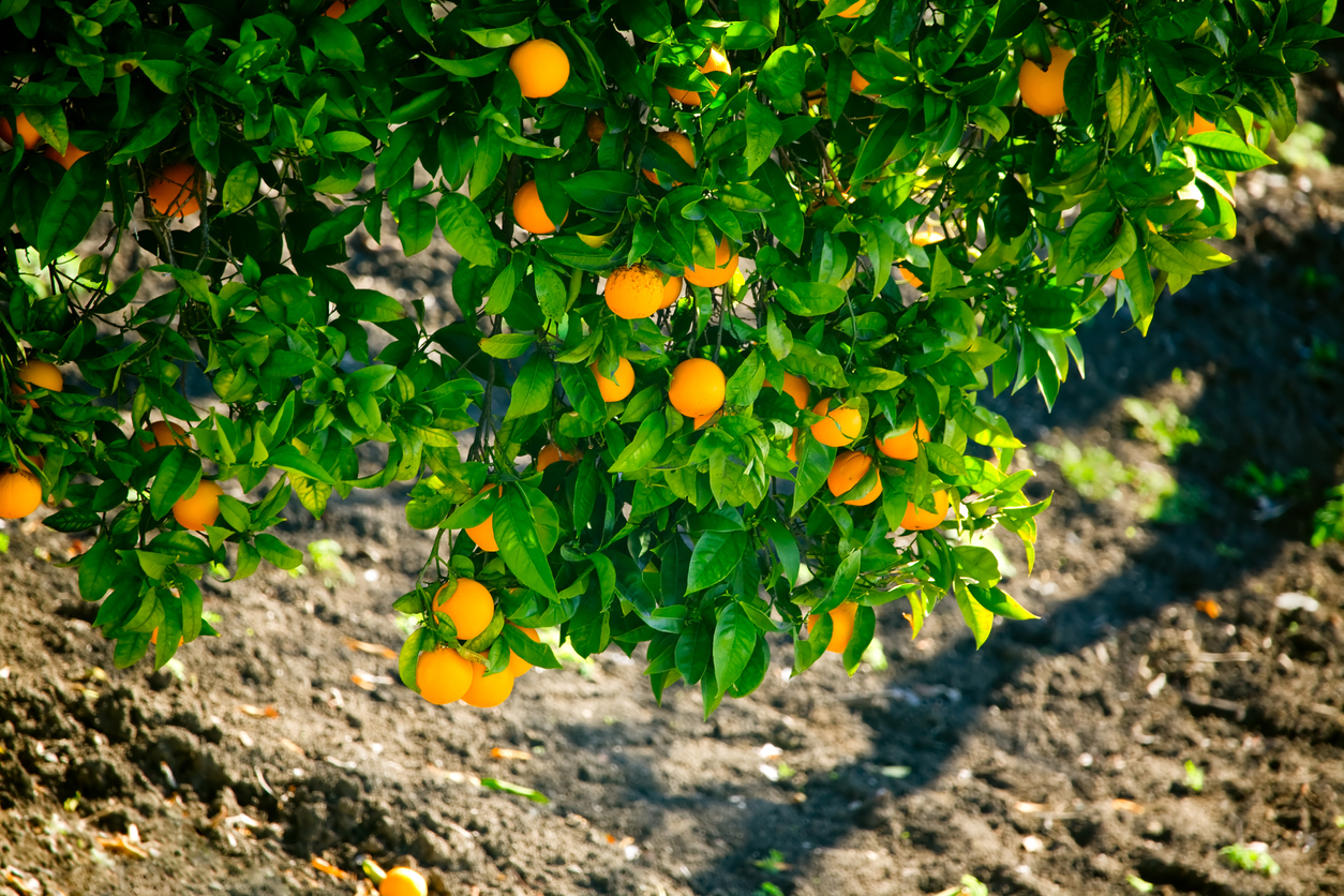 Toxic Pesticide Threatens Florida Oranges NaturalHealth365