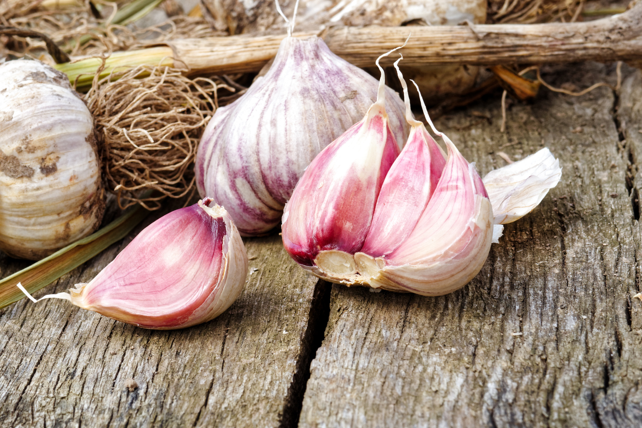 Aged Garlic Extract Combats Heart Disease NaturalHealth365