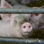 FDA faces legal firestorm over deadly livestock drug banned across 160 countries