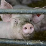 factory-farming