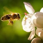 epa-allows-bee-killing-pesticide