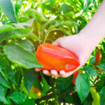 glyphosate-controversy