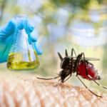 gmo-mosquitos