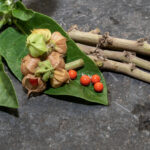 ashwagandha-reduces-stress-hormones