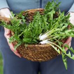 common-weed-offers-multiple-health-benefits