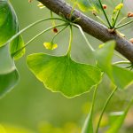 ginkgo-biloba