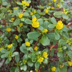 purslane